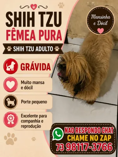 Shitzu pura Grávida (chama no zap *