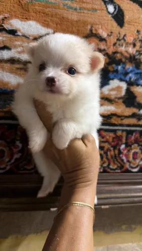 Filhote de Lulu da Pomerânia Macho