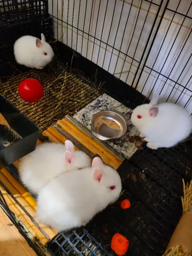 Mini Coelho Netherland Dwarf (Anão Holandês)