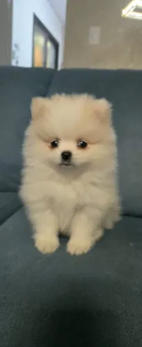 Filhote spitz alemão Macho
