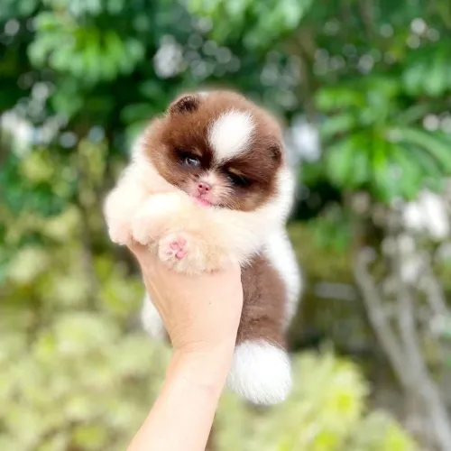 Ursinho Tricolor de Chocolate Olhos Verdes Lulu da Pomerânia 