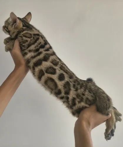 Gato de bengal 