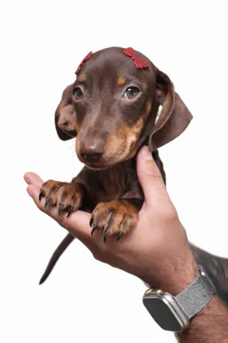 Dachshund macho e femea