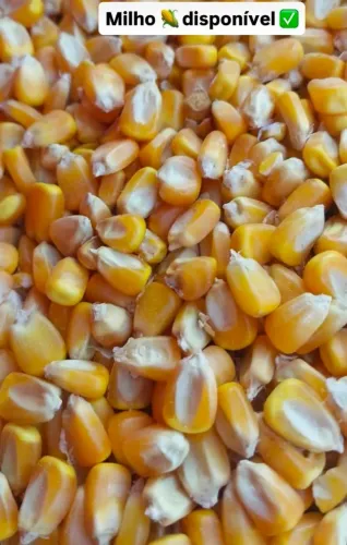 DISPOMOS PARA VENDA MILHO EM GRÃOS, QUIRELA MOÍDO E FARELO DE SOJA ? DIRETO DA FAZENDA!