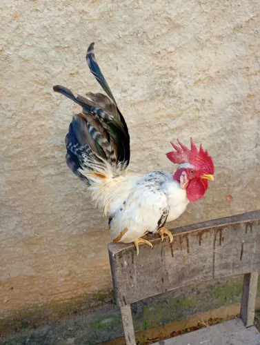 Lindos nagazakis polacos com 11 meses de idade