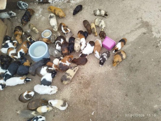 Porquinho da índia varejo e atacado