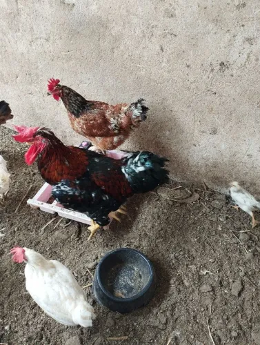 Vendo galinhas gsb balão