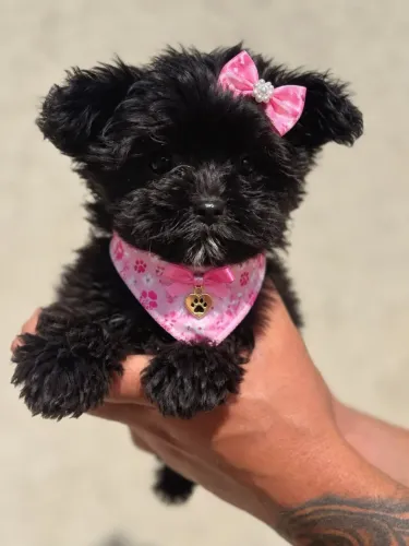 Uma linda yorkshire femea black MICRISSIMA
