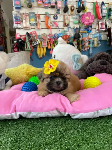 Shihtzu fêmea dourada máscara preta 