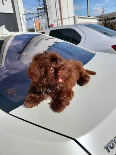 Shih tzu femea