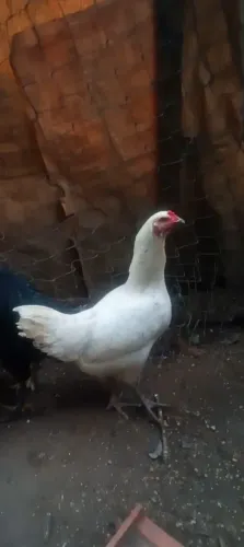 Duas galinhas caipira grande