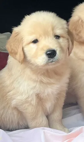 Filhotes de Golden Retriever | Focinho fofo e olhar encantador.