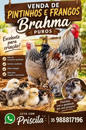 Brahma frangos e pintinhos 