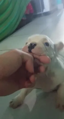 Vendo Filhotes de Bulldog Francês