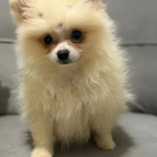 Spitz Alemão