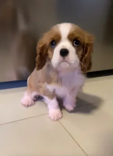 Filhotes de cavalier a pronta entrega fotos reais