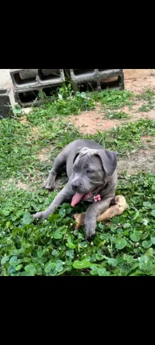 American Bully Blue Nose