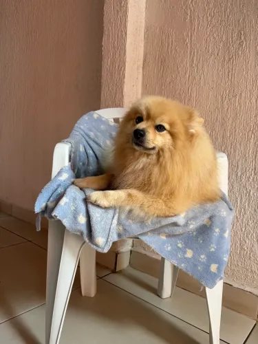 Simba procura namorada