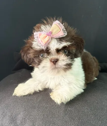 Shih tzu mini branca com chocolate e olhos verdes ac cartão 