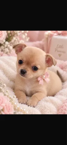 Chihuahua !!! Apaixone se