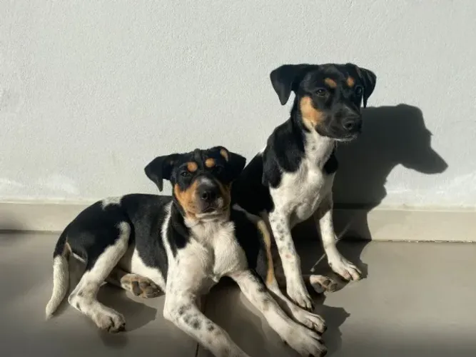 DOA-SE CACHORRAS FÊMEAS EM BARRA VELHA/SC