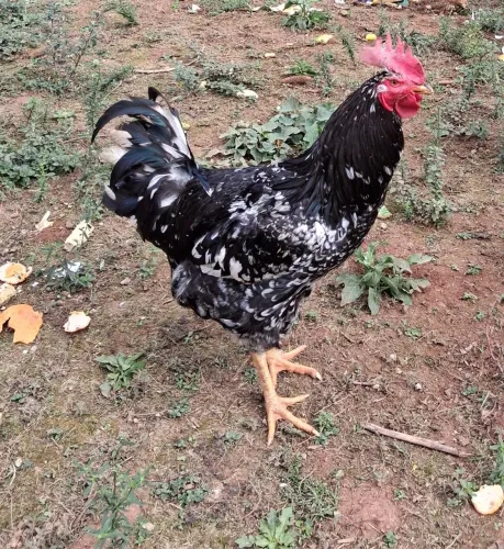 Frango GSB Mottled! Lindo e bem novo!