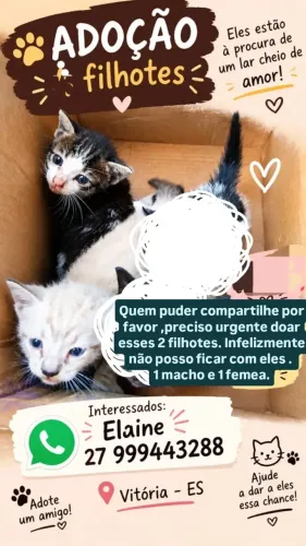Doação de filhotes de gatos.