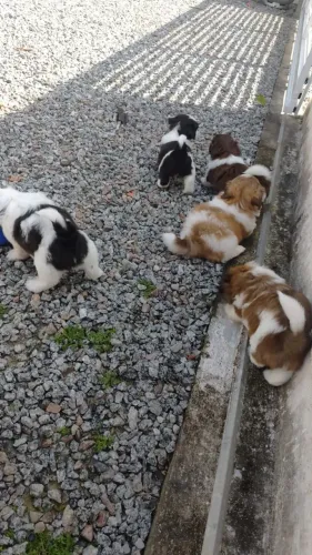 Vendo shitzu mini