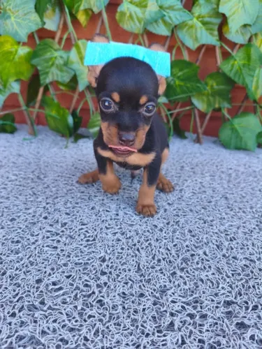 Filhote de Pinscher Macho fofura extrema