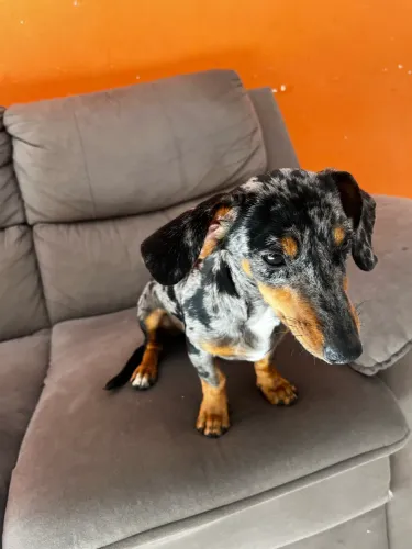 Dachshund (salsichinha Mofado)
