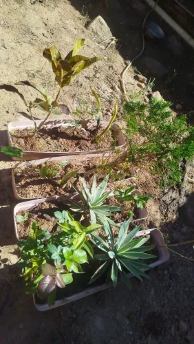 Vasos com plantas 