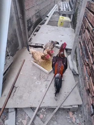 Galo mura carioca puro 