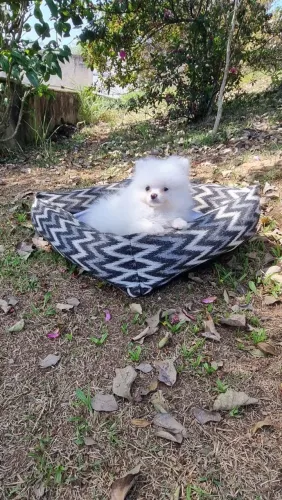 Spitz alemão anao macho e femea