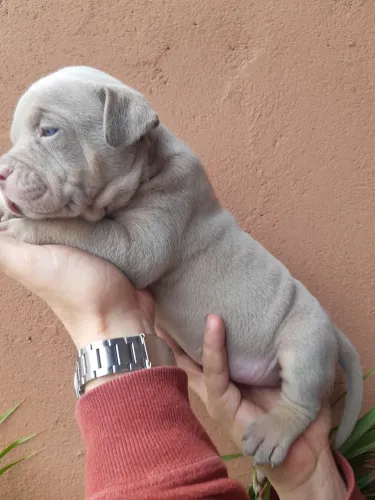 American bully pocket