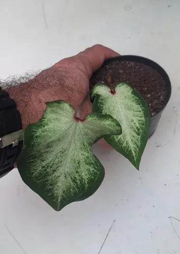 Caladium / tinhorão