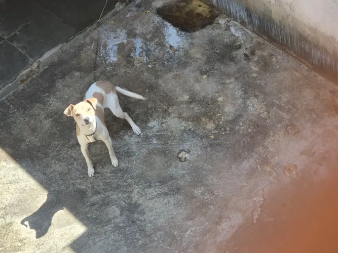 Cachorro  para adoção 6 meses