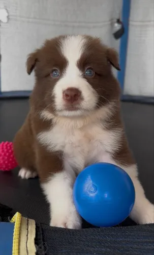 Border collie fêmea e macho