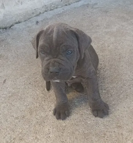 Cane corso