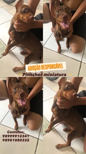 Doação Pinscher miniatura 