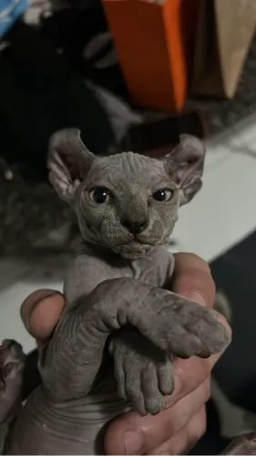 Gato sphynx Elf 