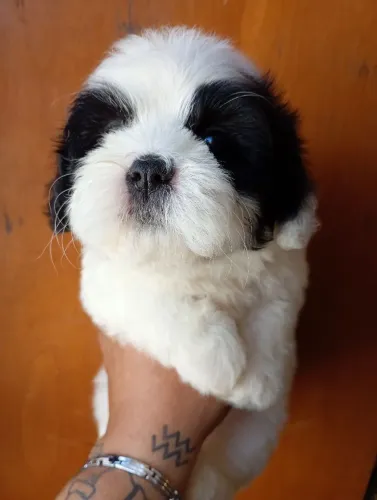 Lhasa Apso miniatura fêmea