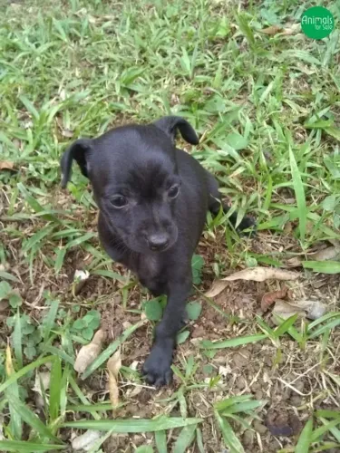 Filhotes de Pinscher Black número 1 Prontos para Fazer História