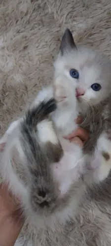 Doação de gatinhos
