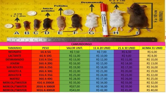 CAMUNDONGO E NEONATO