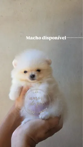 Spitz alemão/ lulu da pomerania 