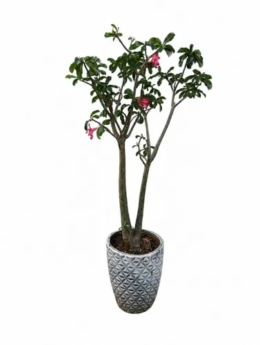 Rosa do Deserto
