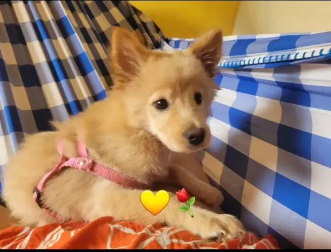 Vendo essa linda cachorra schow schow com 4 meses de nascida vacinada 