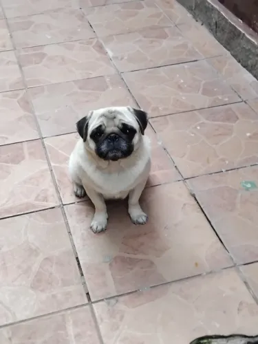 Pug fêmea venda ou troca