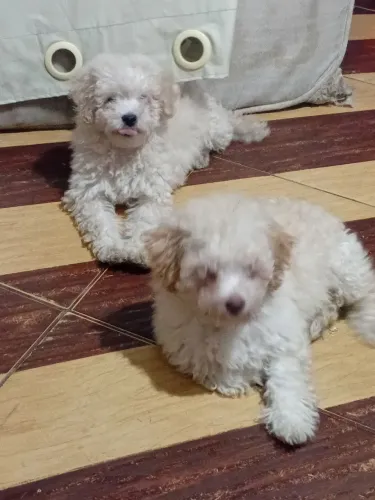 Vendo filhotes de Poodle, dois machos