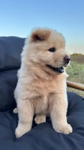 ?Filhotes de Chow Chow - Pais Puros?